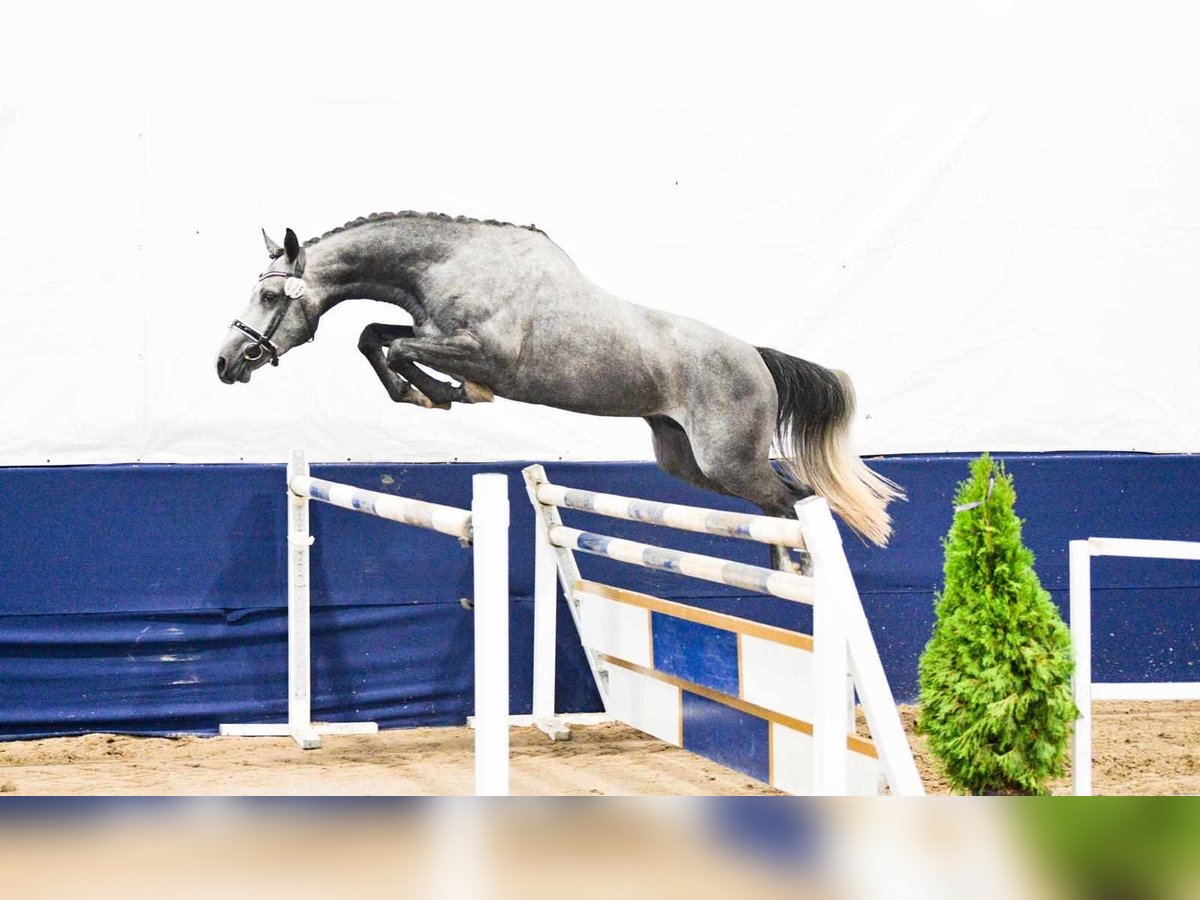 Zangersheide Hengst 3 Jaar 160 cm Schimmel in Brynek