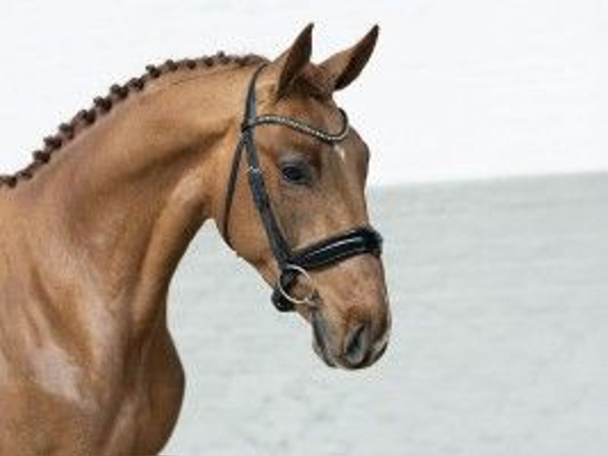 Zangersheide Hengst 3 Jaar 163 cm Bruin in Heerde