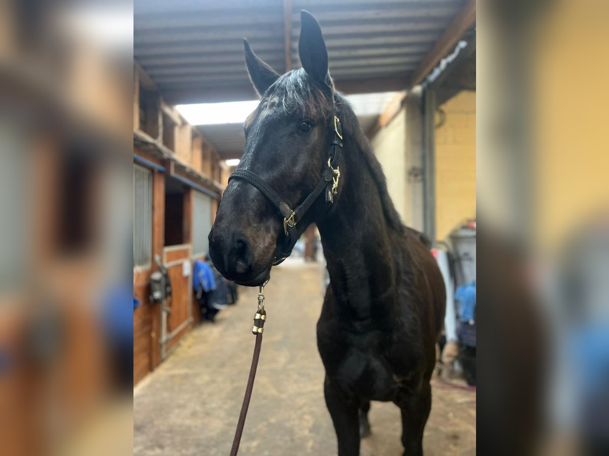 Zangersheide Hengst 3 Jaar 164 cm Zwart in Orbec