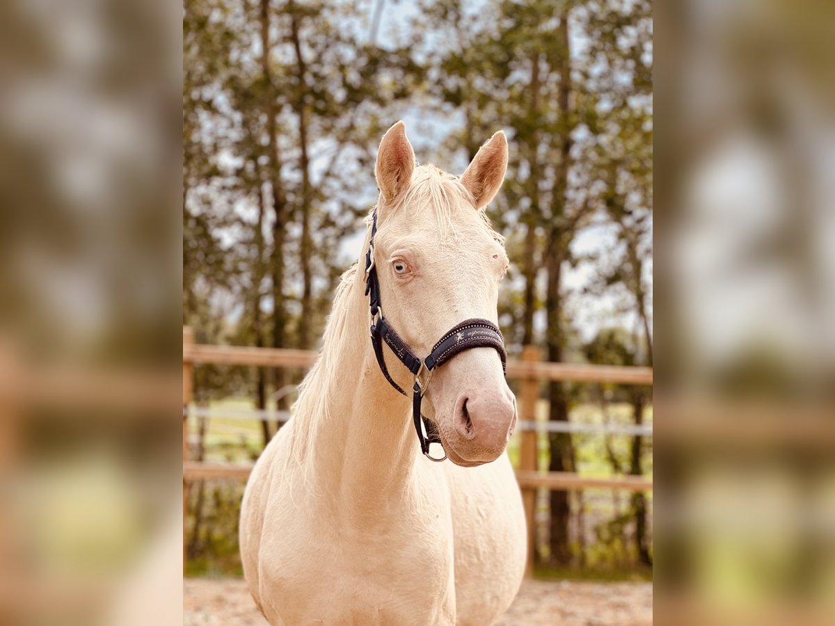 Zangersheide Hengst 3 Jaar 165 cm Cremello in Bremen