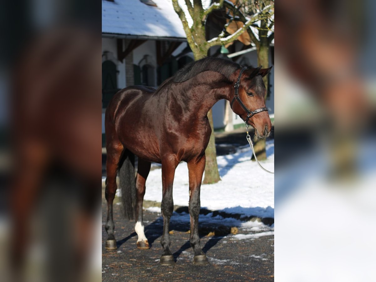 Zangersheide Hengst 3 Jaar 167 cm Bruin in Halbenrain