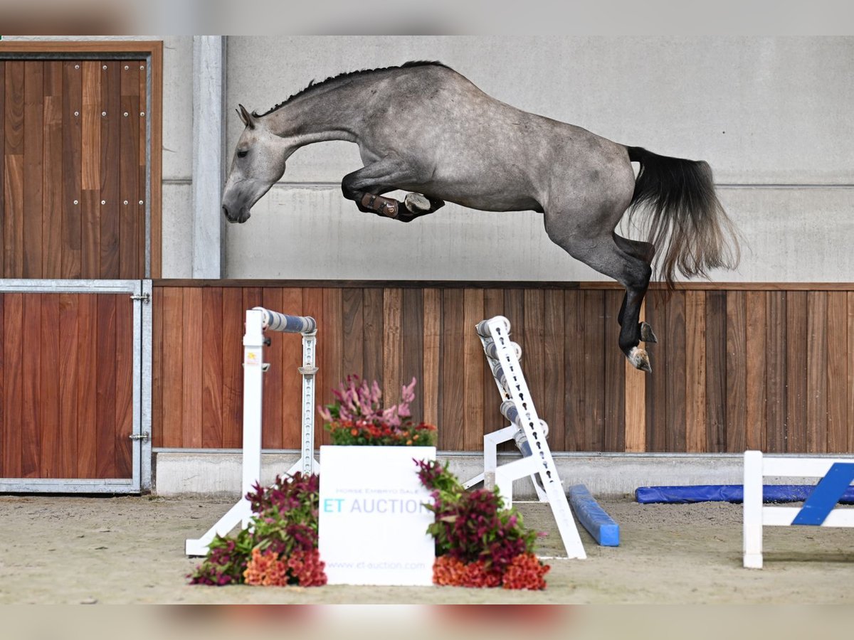 Zangersheide Hengst 3 Jaar 167 cm Schimmel in Zelle
