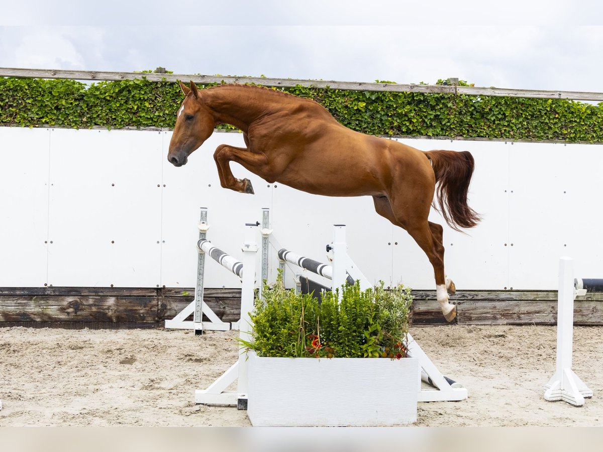 Zangersheide Hengst 3 Jaar 167 cm Vos in Waddinxveen