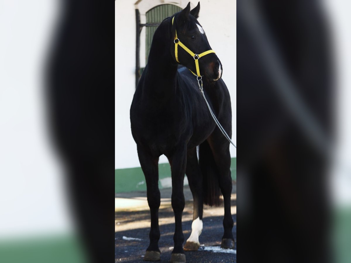 Zangersheide Hengst 3 Jaar 168 cm Donkerbruin in Halbenrain