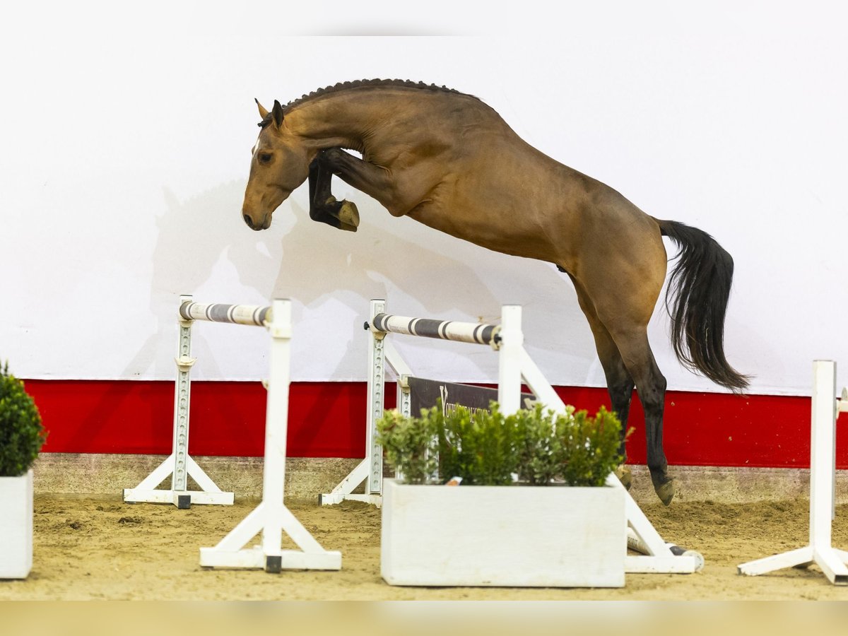 Zangersheide Hengst 3 Jaar 169 cm Bruin in Waddinxveen