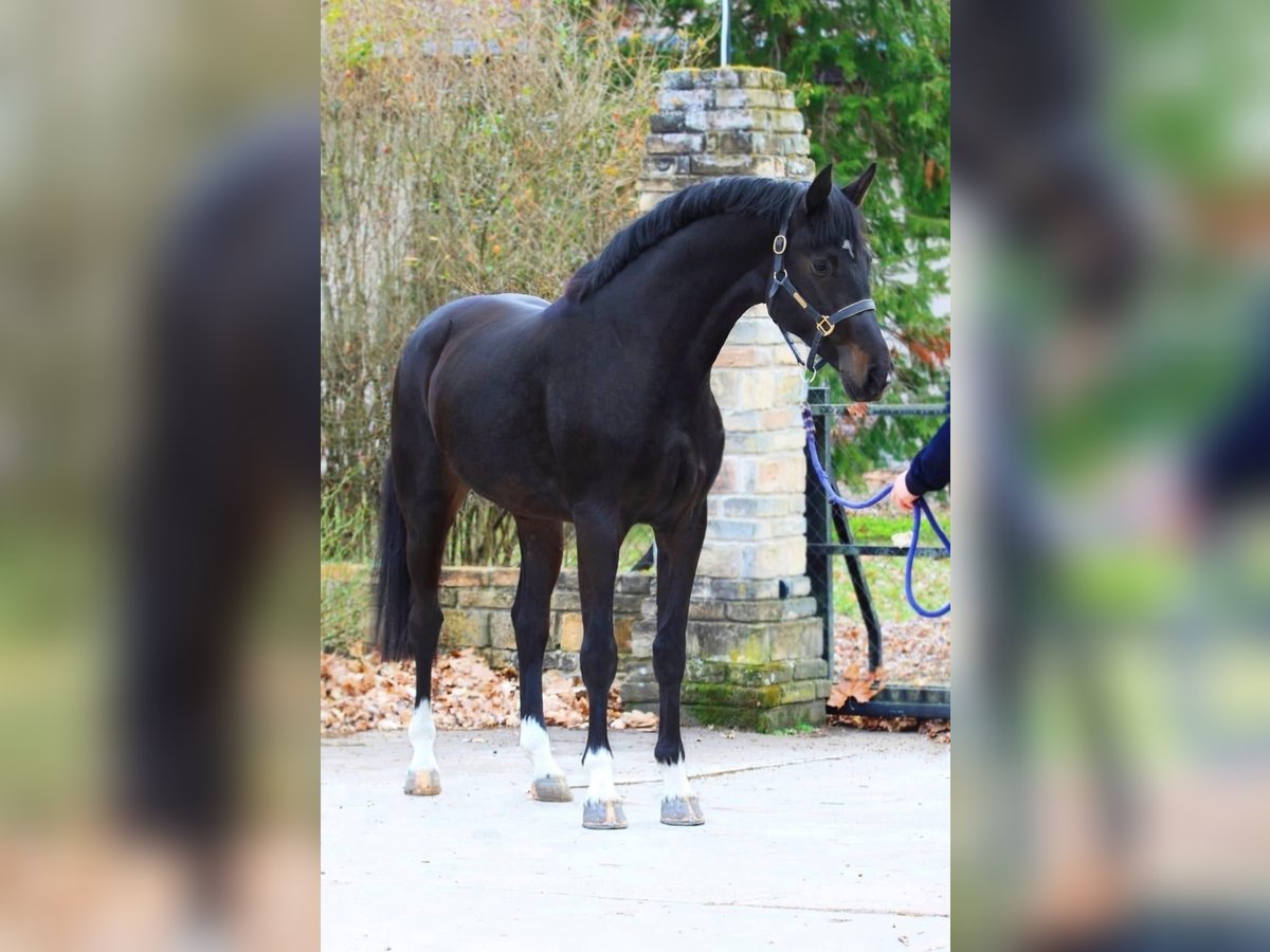 Zangersheide Hengst 3 Jaar 170 cm Donkerbruin in Alt Mölln