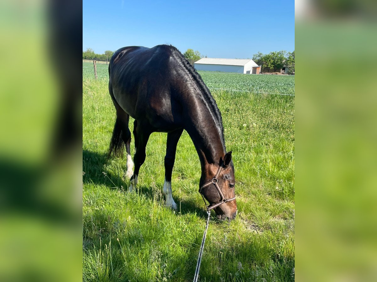 Zangersheide Hengst 3 Jaar 170 cm Donkerbruin in Alsóörs Zangersheide Hengst 3 Jaar 170 cm Donkerbruin in Alsóörs