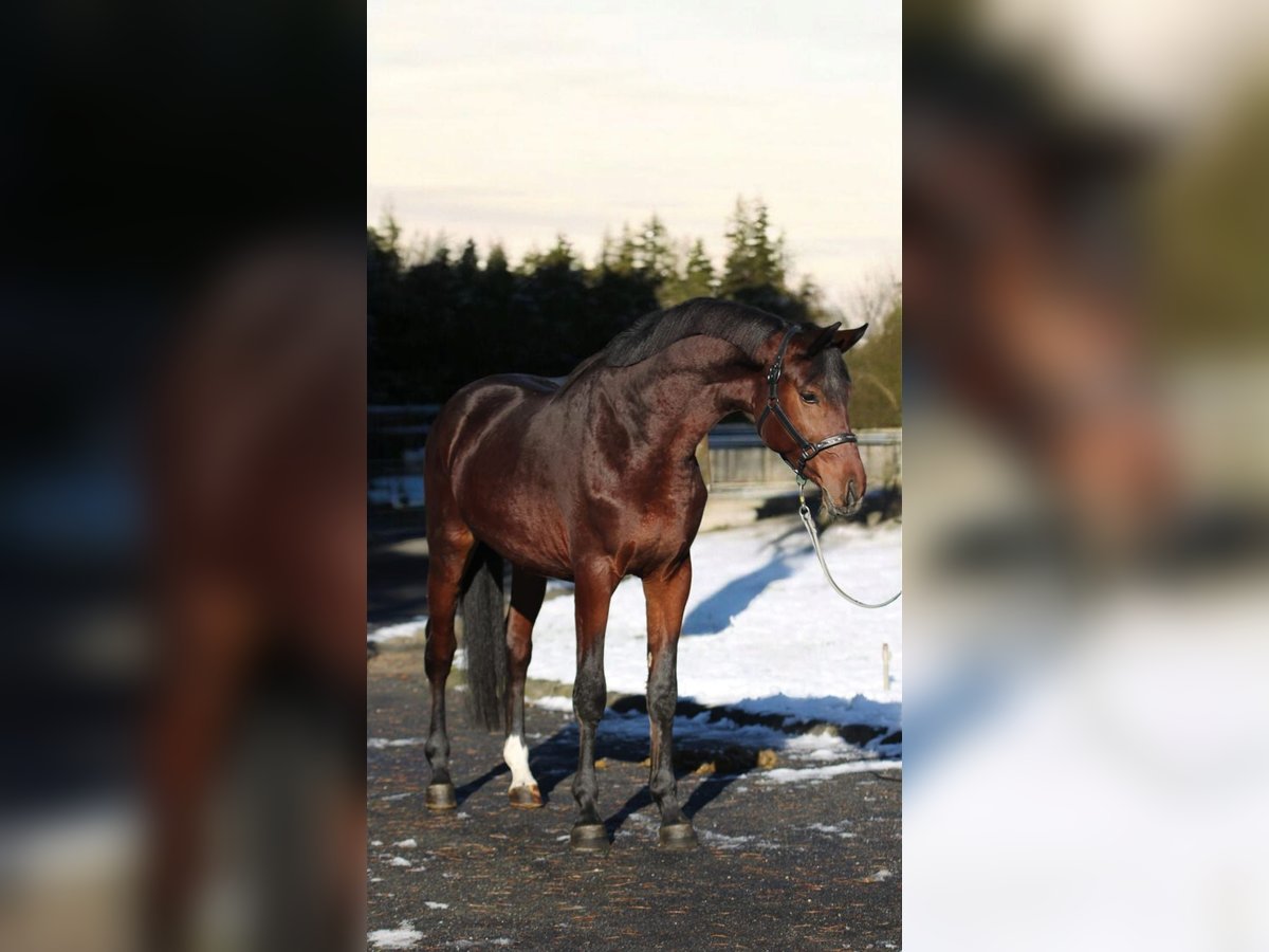 Zangersheide Hengst 3 Jaar Bruin in Murska Soboda