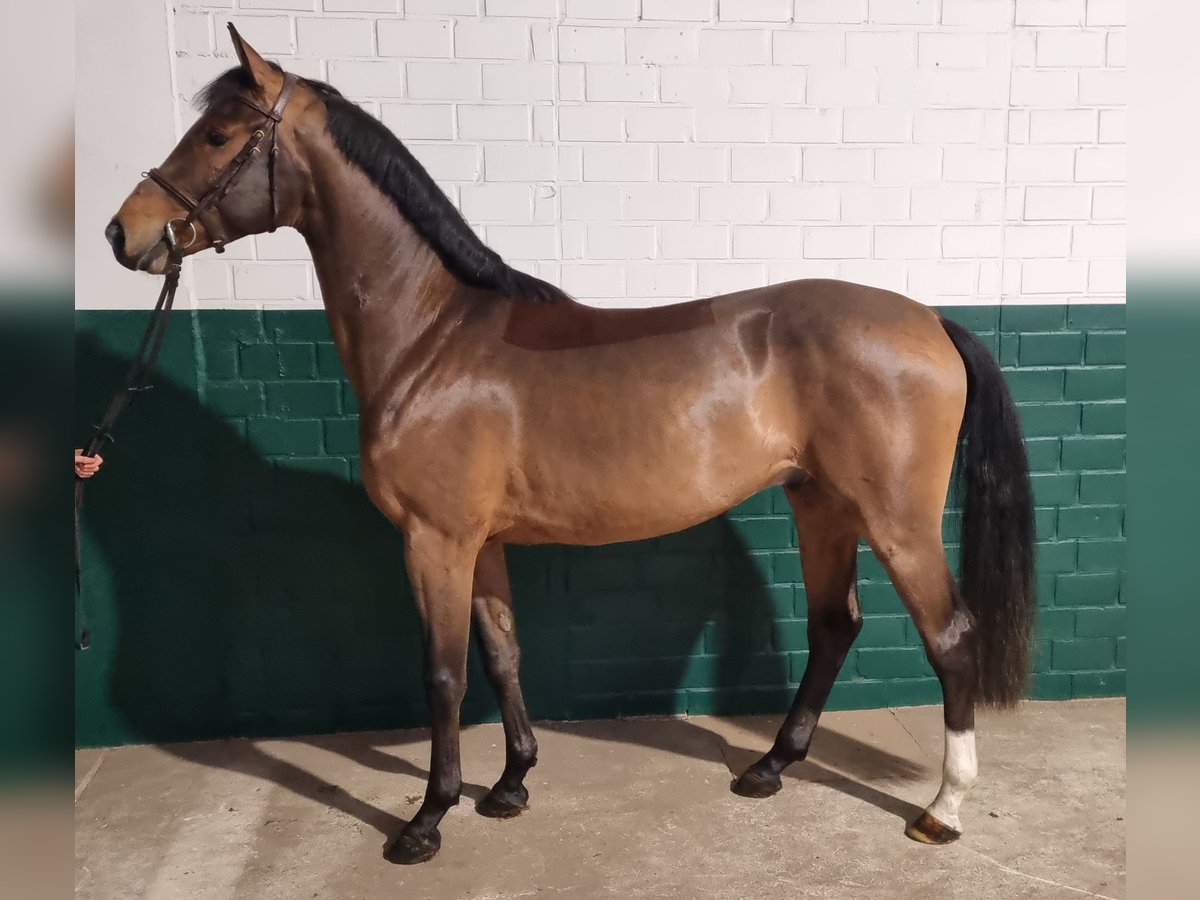 Zangersheide Hengst 4 Jaar 163 cm Bruin in Wettrup