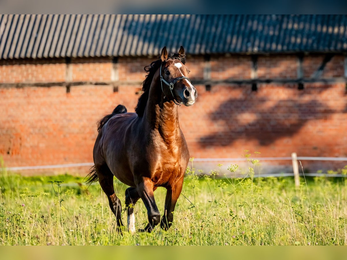 Zangersheide Hengst 4 Jaar 164 cm Donkerbruin in Stragnai II