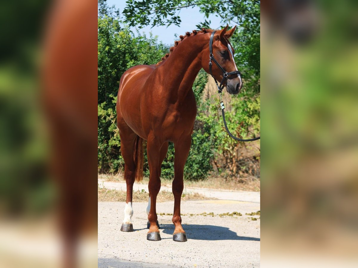 Zangersheide Hengst 4 Jaar 164 cm Vos in Wien, Innere Stadt