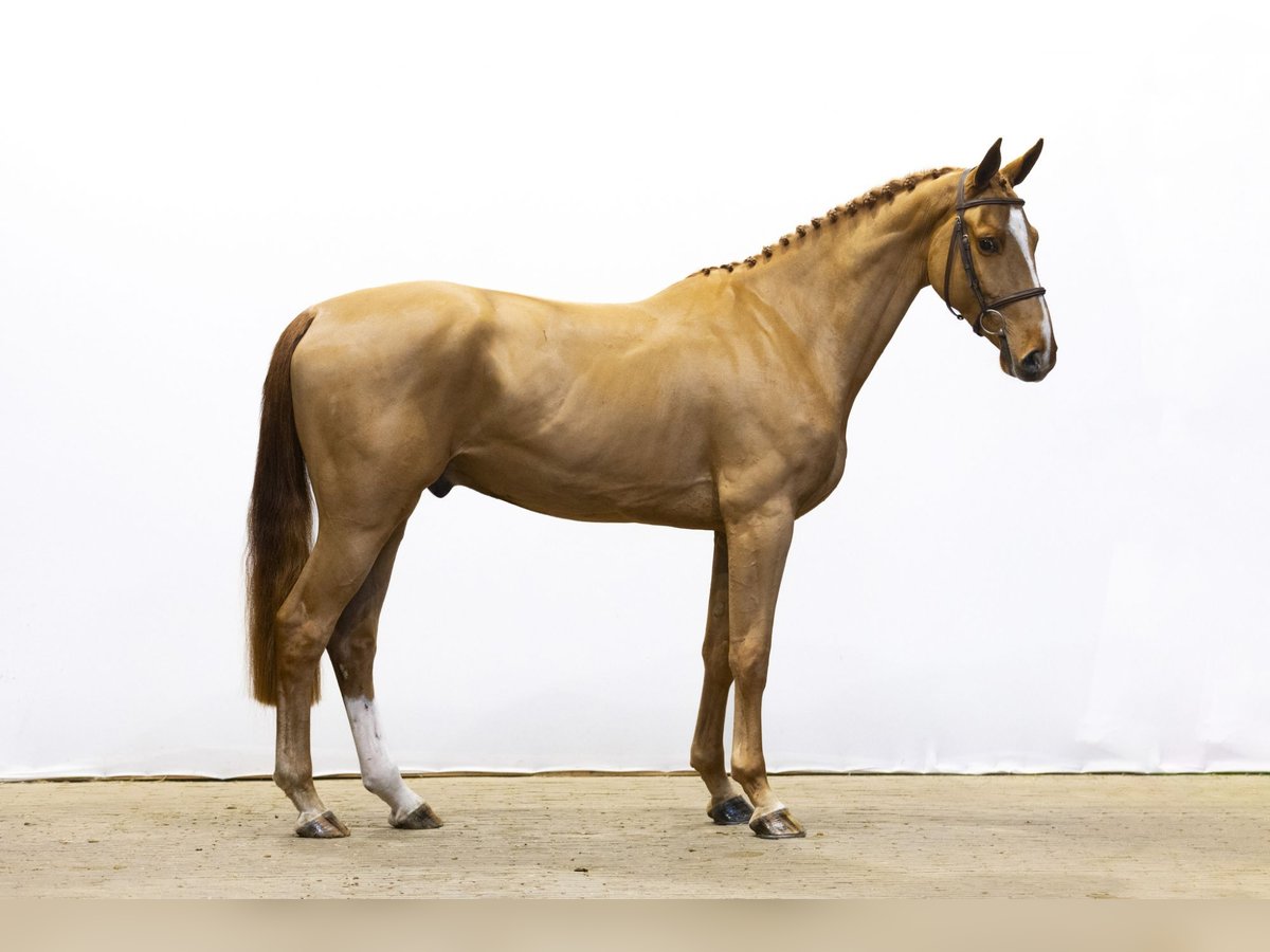 Zangersheide Hengst 4 Jaar 166 cm Cremello in Waddinxveen