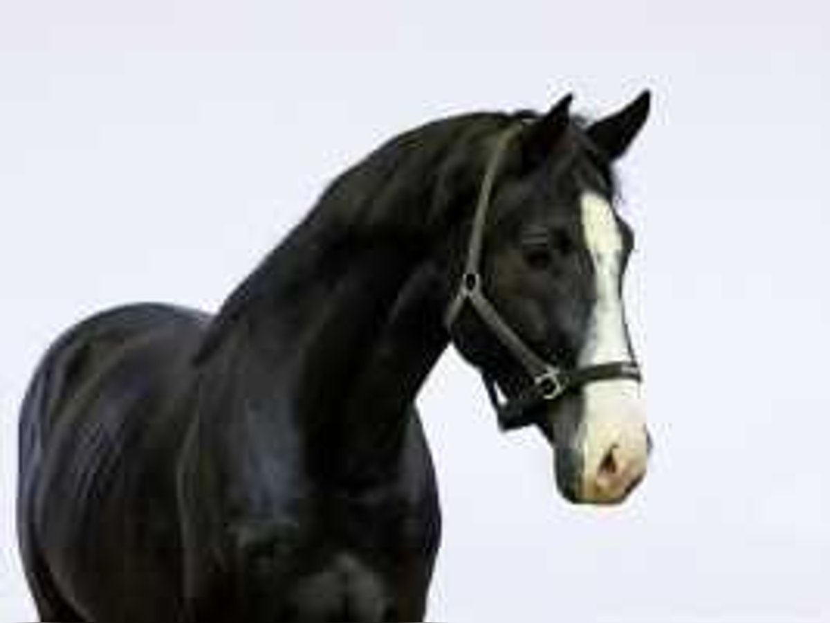 Zangersheide Hengst 4 Jaar 167 cm Zwartbruin in Waddinxveen