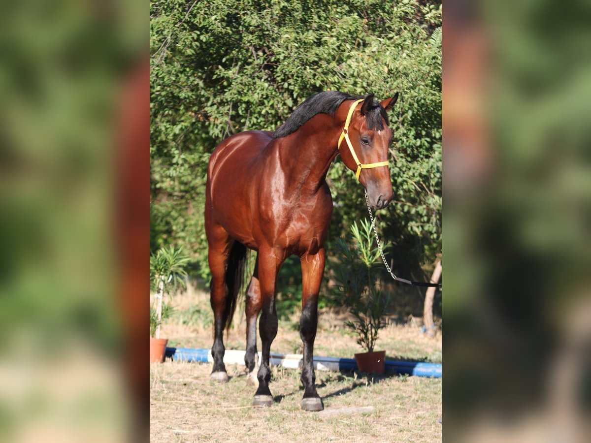 Zangersheide Hengst 4 Jaar 169 cm Bruin in Szarvas