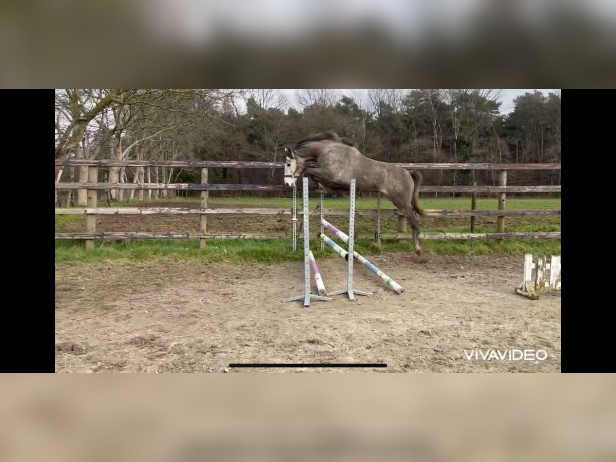 Zangersheide Hengst 4 Jaar 169 cm Schimmel in Neerglabbeek