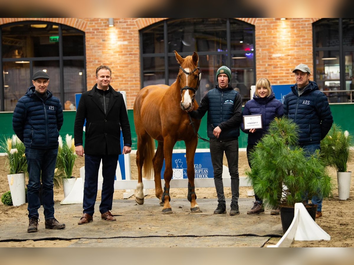 Zangersheide Hengst 4 Jaar 169 cm Vos in Stary Gołębin