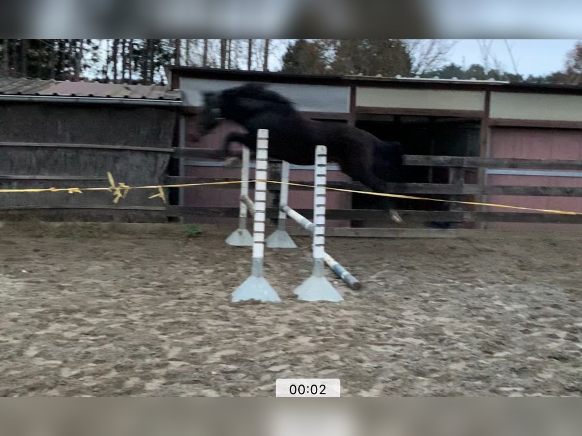 Zangersheide Hengst 5 Jaar 166 cm Donkerbruin in Aarschot