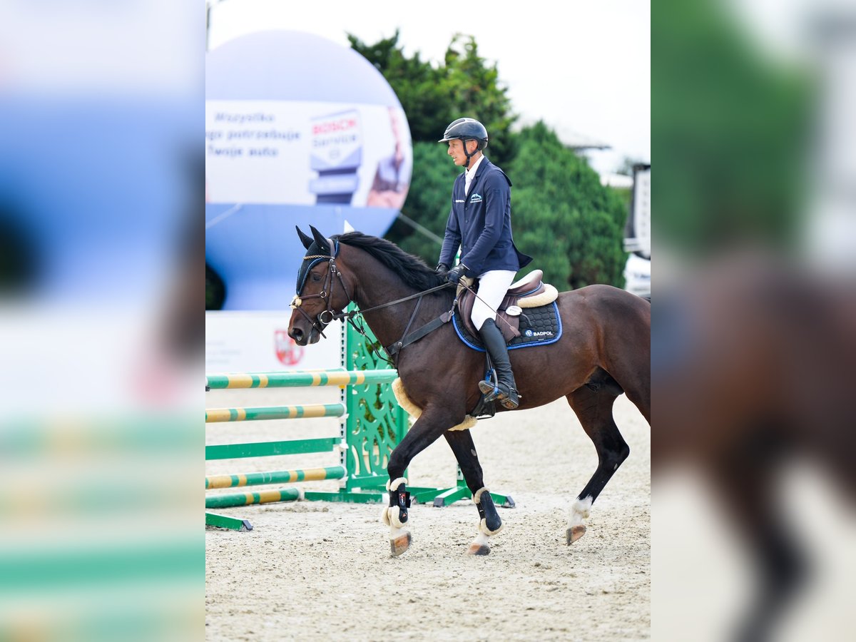 Zangersheide Hengst 5 Jaar 167 cm Donkerbruin in Sośnicowice