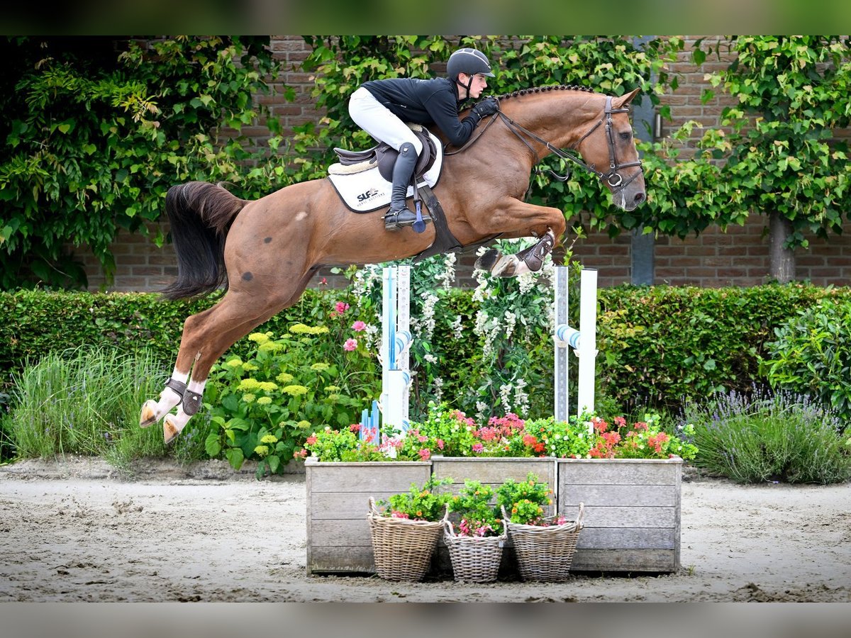 Zangersheide Hengst 5 Jaar 171 cm Vos in Bladel