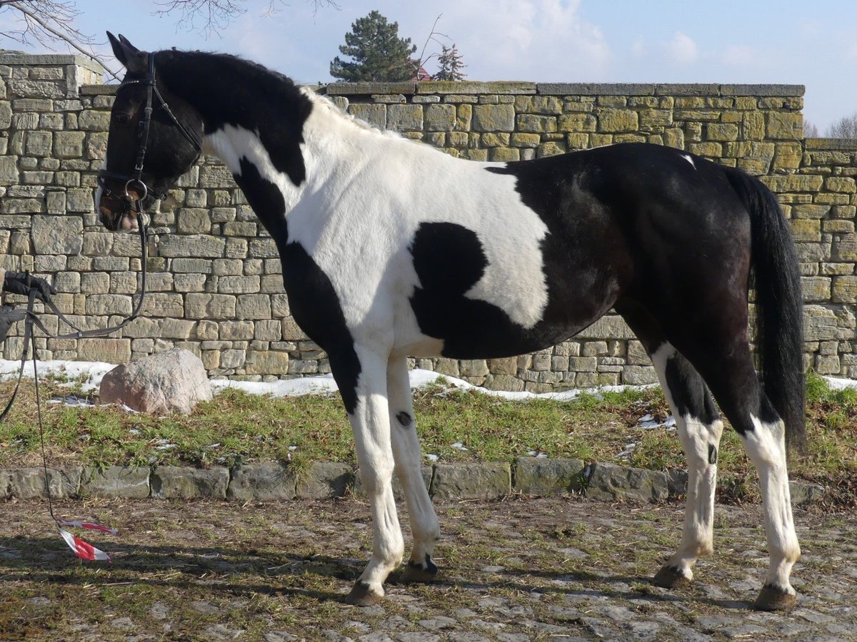 Zangersheide Hengst Tobiano-alle-kleuren in Mücheln (Geiseltal)