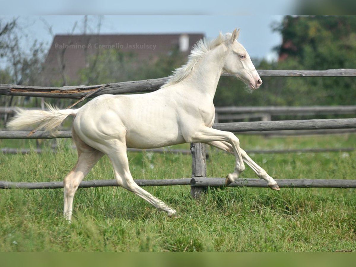 Zangersheide Hengst veulen (02/2024) 165 cm Cremello in Kamieniec Wroc