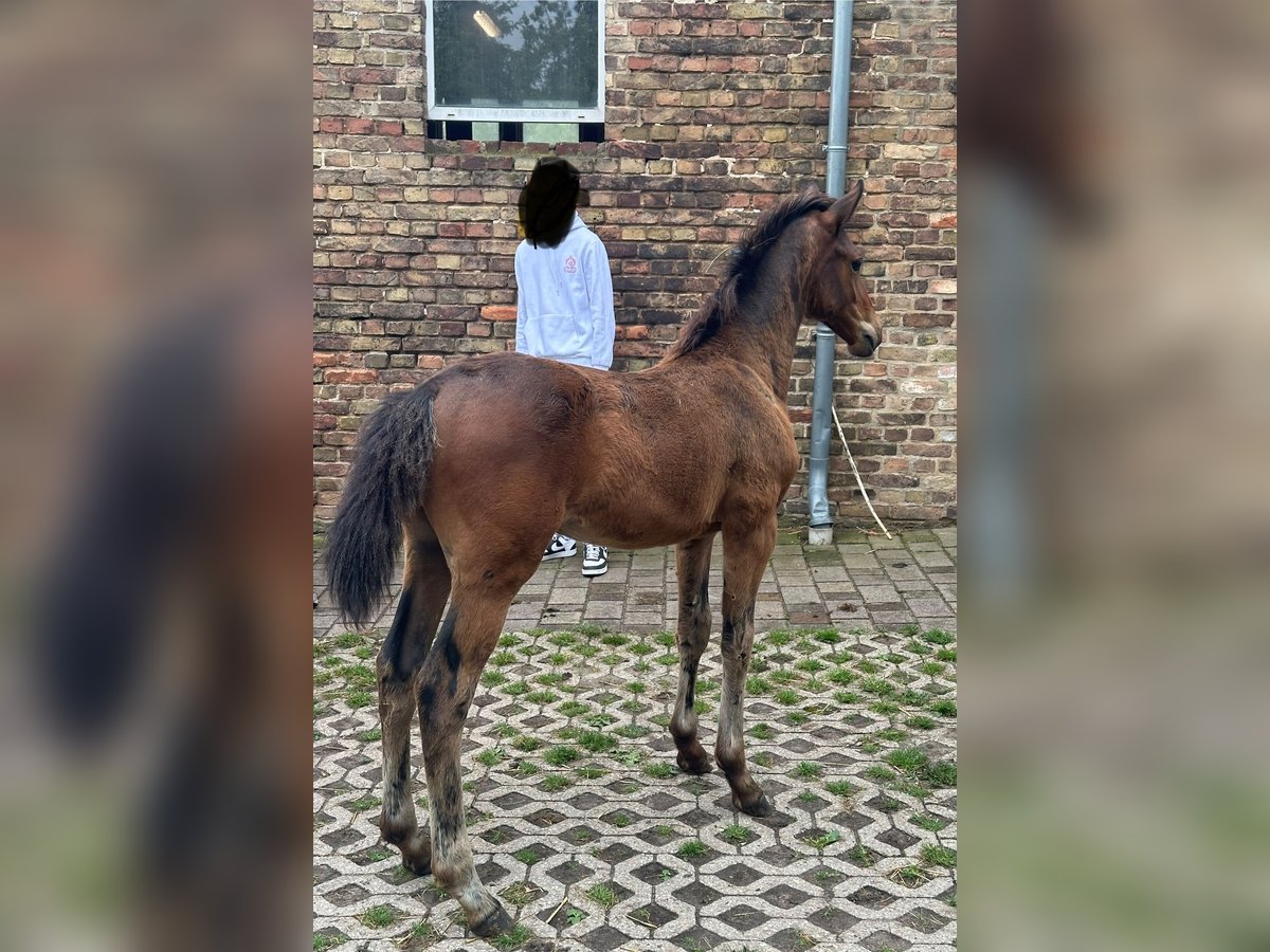 Zangersheide Hengst  168 cm Bruin in Rohlack