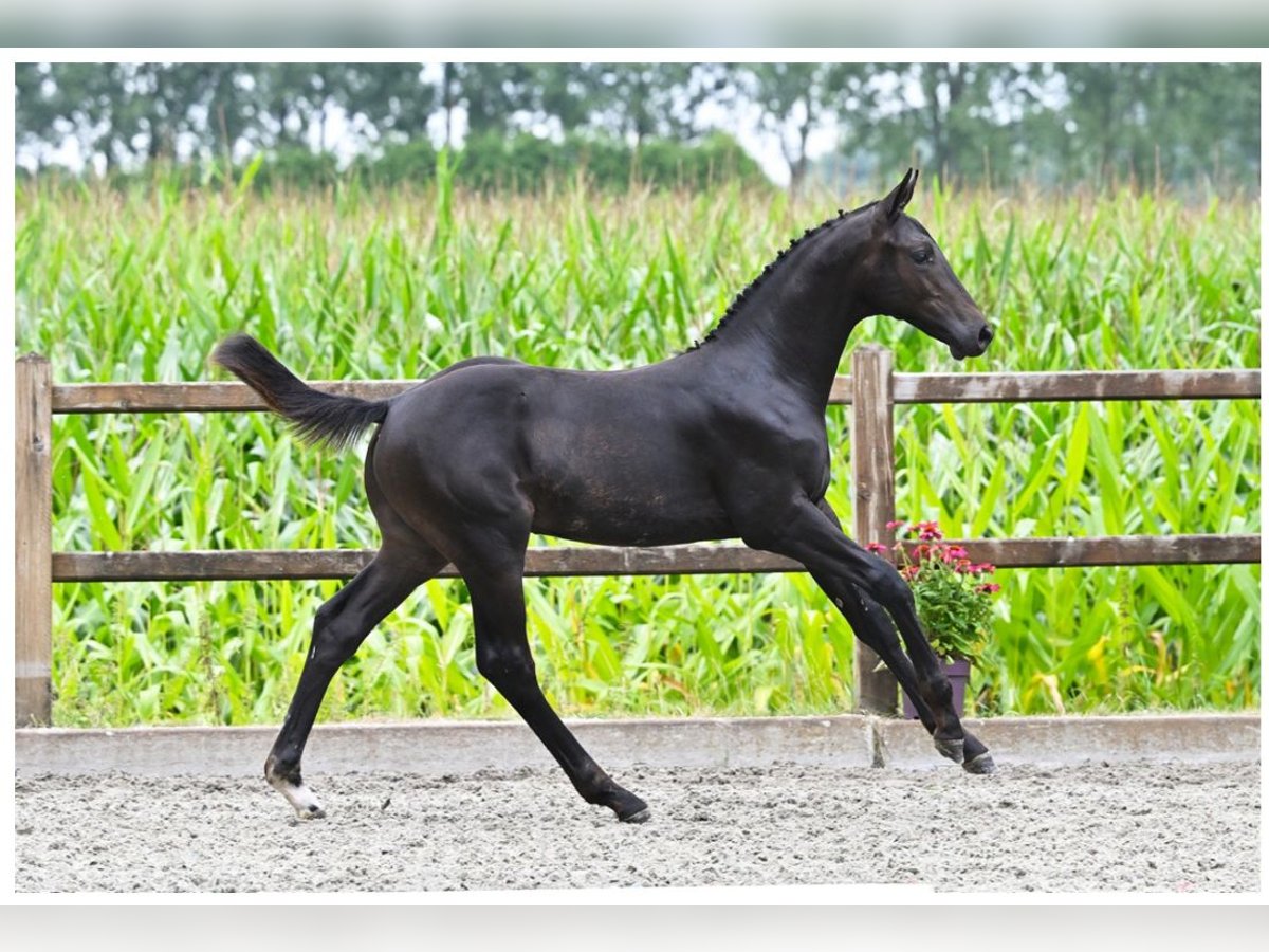 Zangersheide Hengst Veulen (04/2025) 168 cm Zwartbruin in Schijf