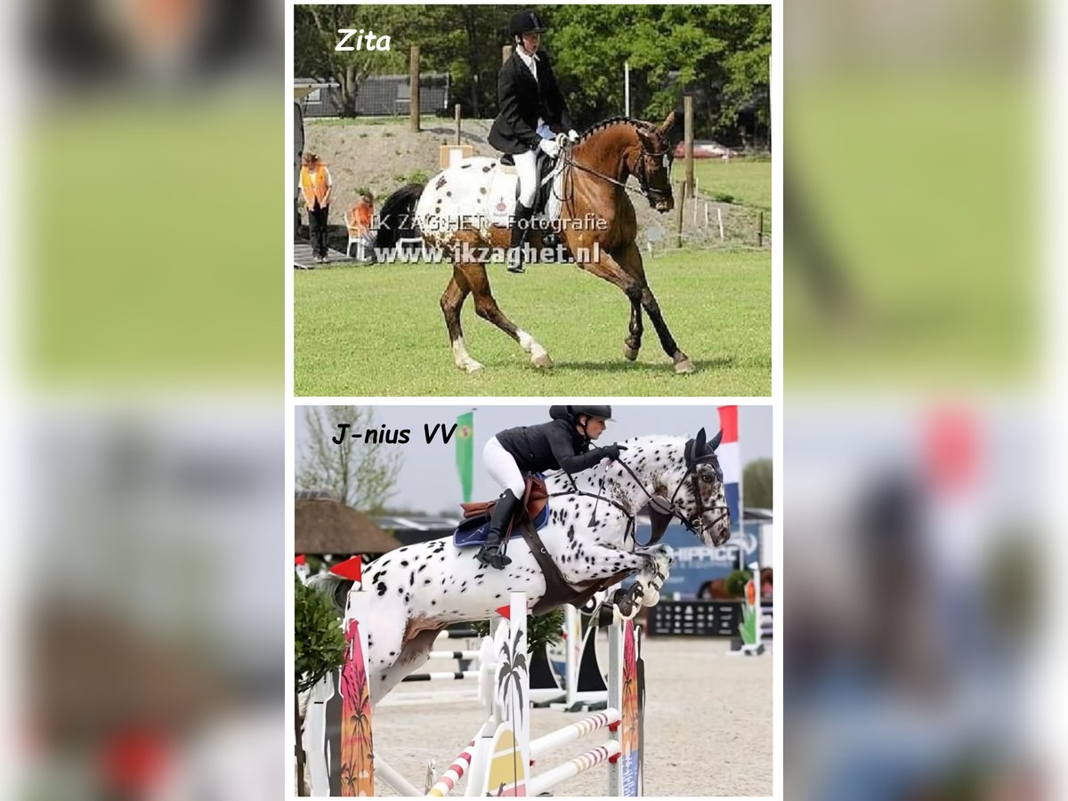 Zangersheide Hengst veulen (10/2024) 170 cm Gevlekt-paard in Murtosa