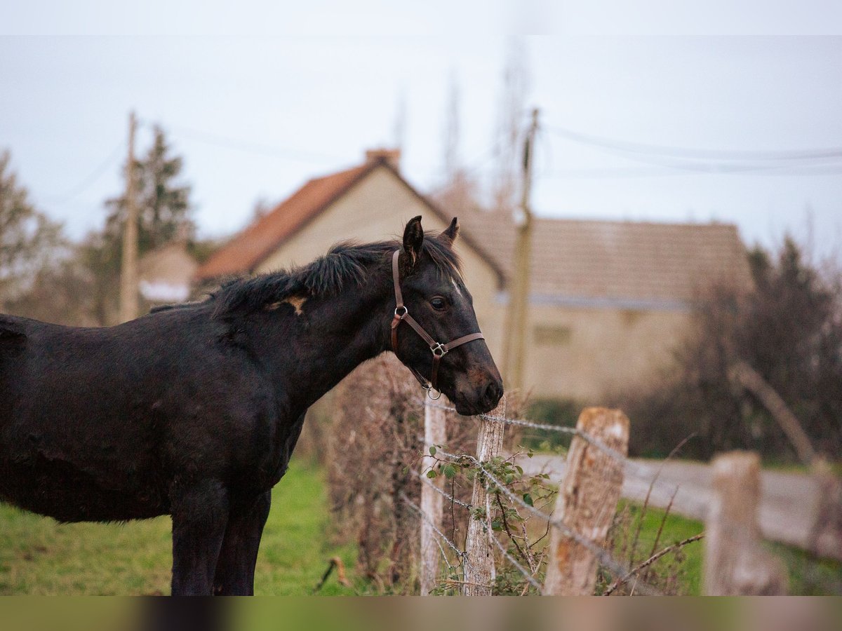 Zangersheide Hengst Veulen (05/2025) 170 cm Zwartbruin in Sorbier