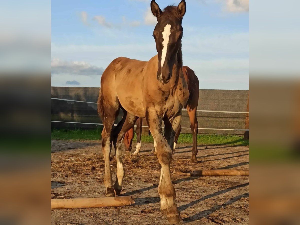 Zangersheide Mix Hengst veulen (05/2024) 175 cm Zwart in Karmin