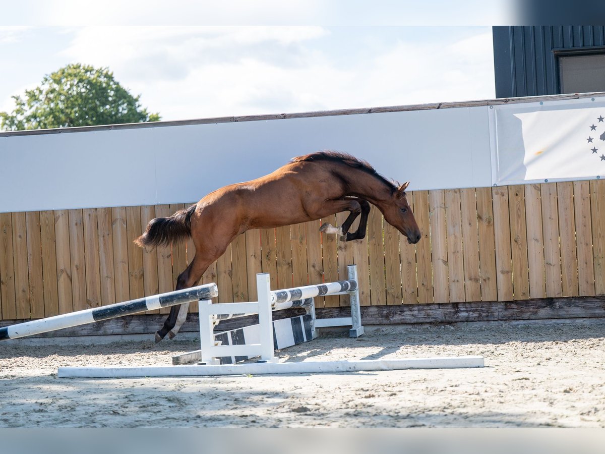 Zangersheide Hengst Veulen (03/2025) Bruin in GROTE-BROGEL