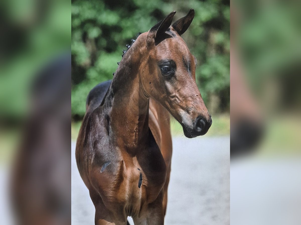 Zangersheide Hengst Veulen (06/2025) Bruin in Veghel