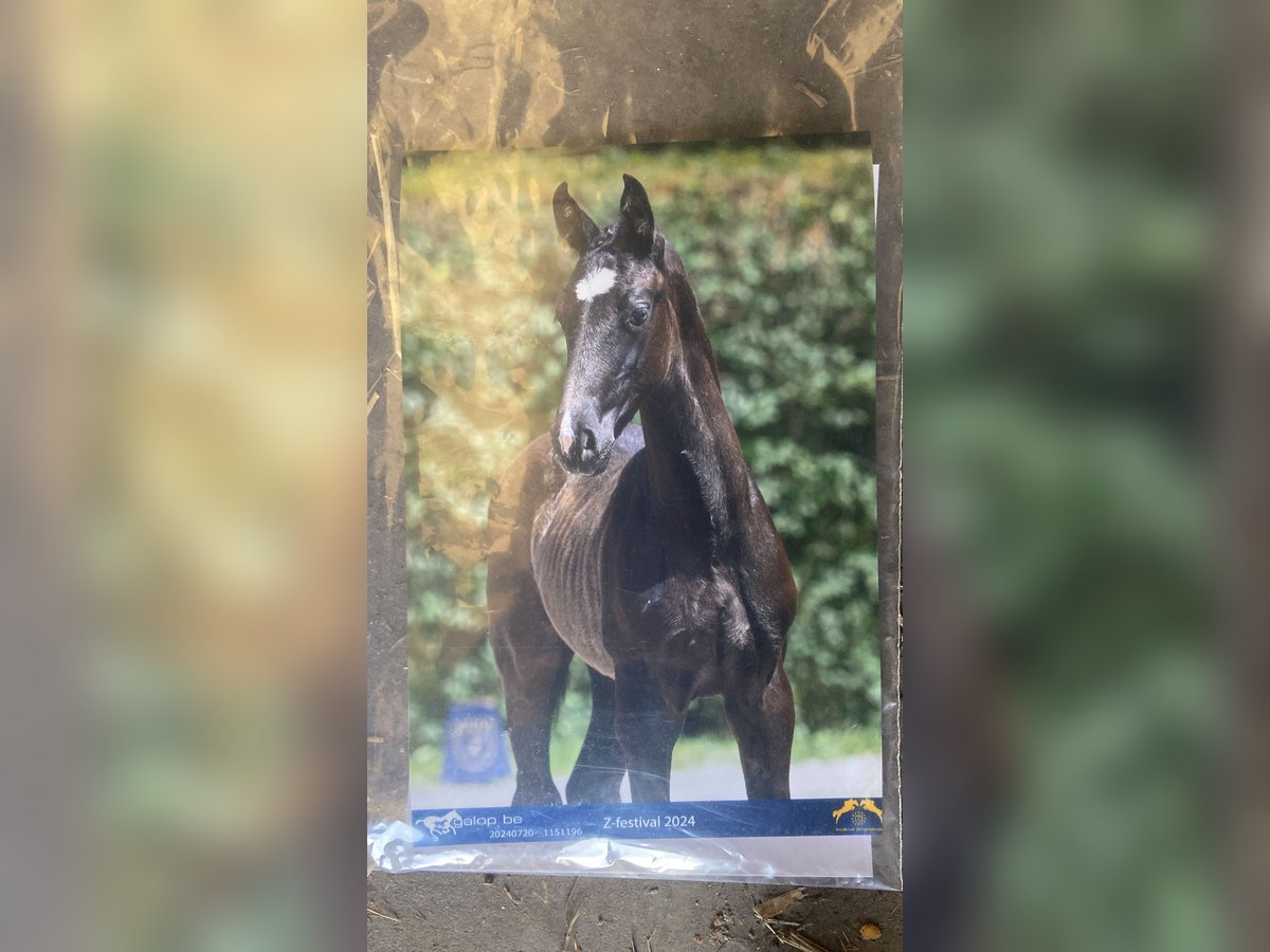 Zangersheide Hengst veulen (05/2024) Donkerbruin in Hepscheid