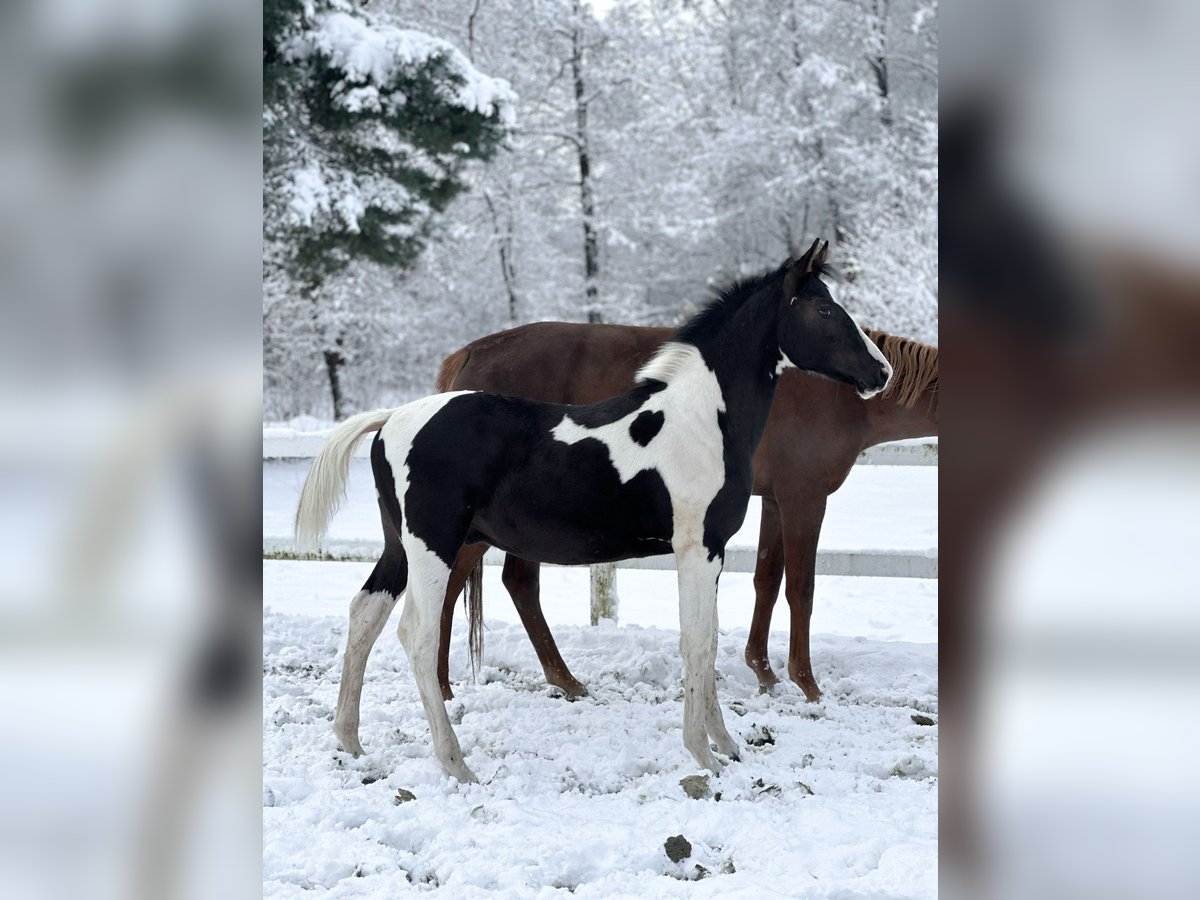 Zangersheide Hengst Veulen (05/2025) Gevlekt-paard in Mokrzyska