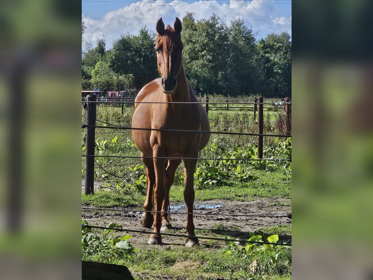 Zangersheide Klacz 15 lat 168 cm Kasztanowata in Putte