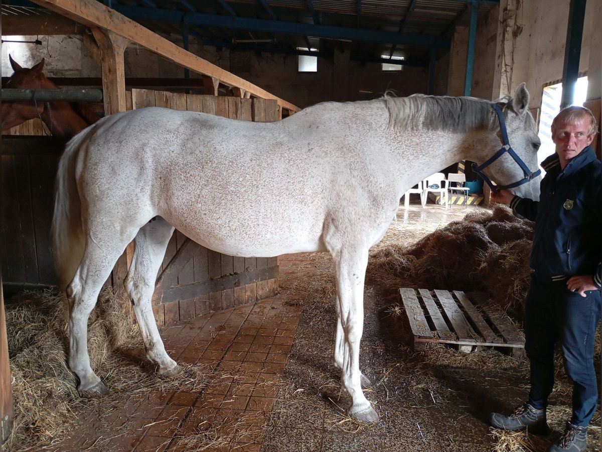 Zangersheide Klacz 16 lat 170 cm Siwa in Gleichamberg