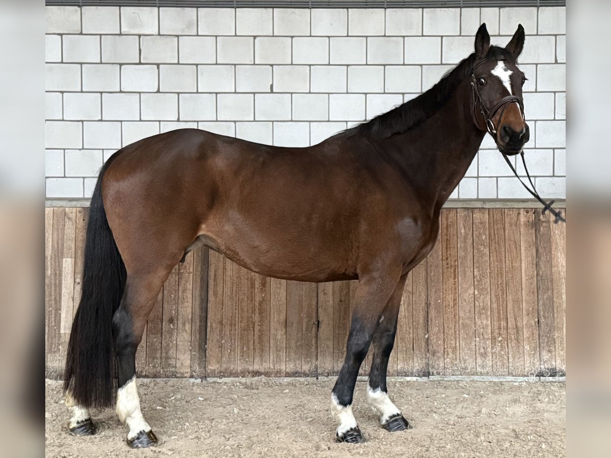 Zangersheide Klacz 17 lat 162 cm Gniada in Oud Gastel