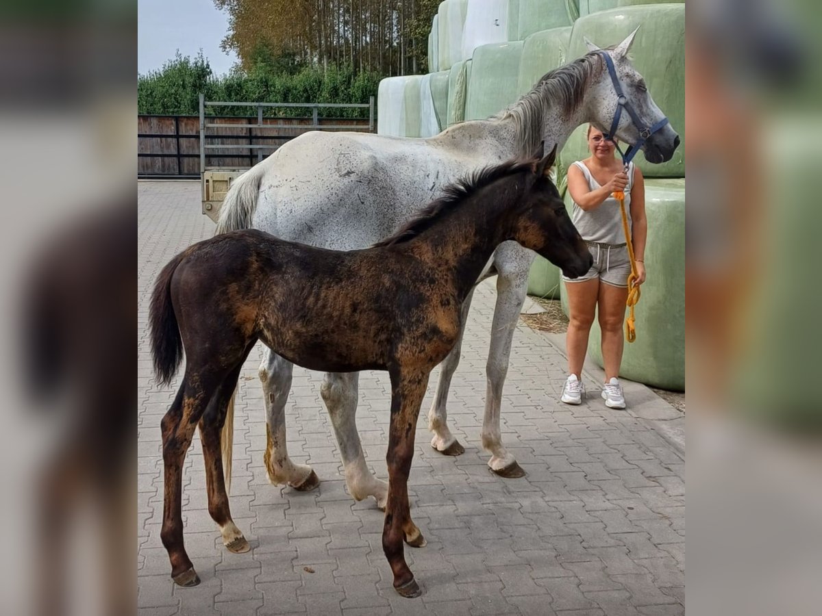 Zangersheide Klacz 1 Rok Ciemnogniada in Evreux