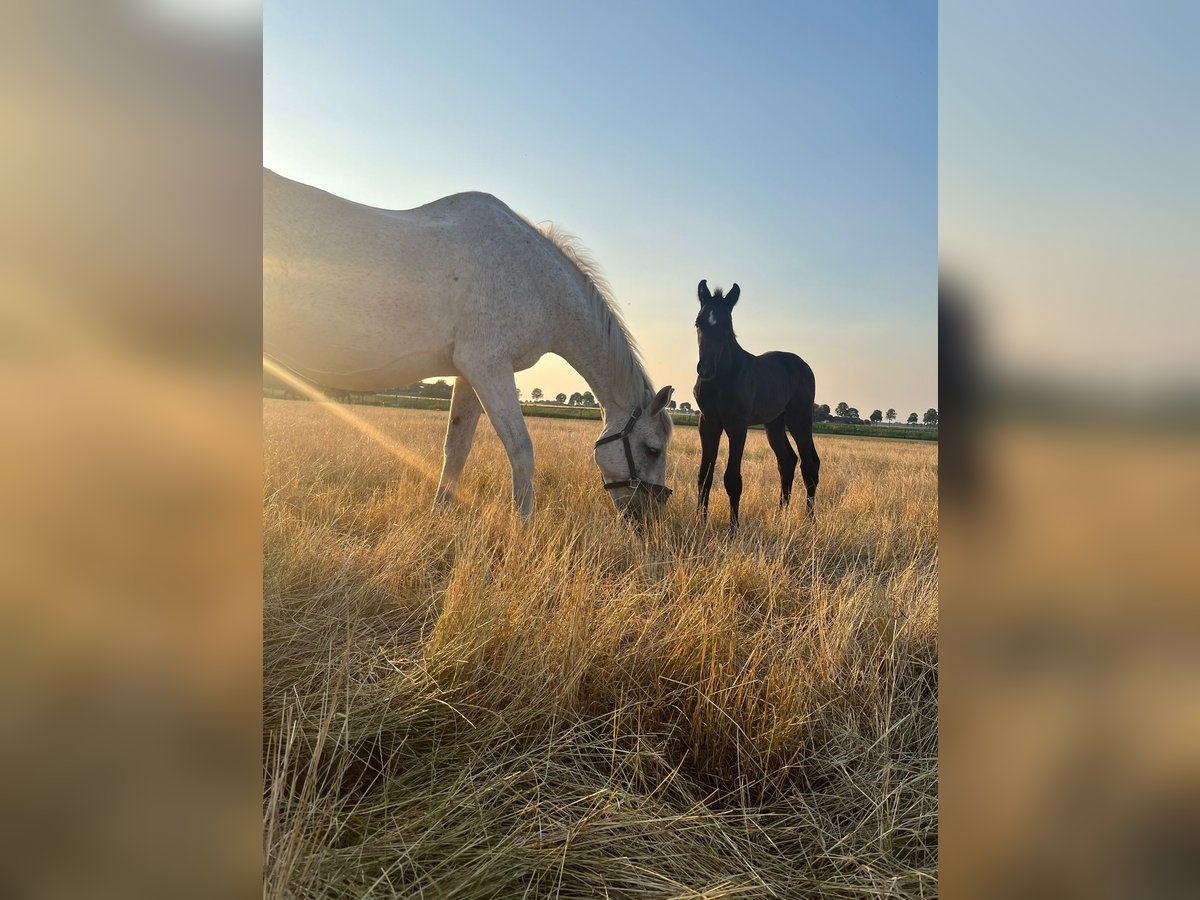 Zangersheide Klacz 22 lat 168 cm Siwa in Gieten