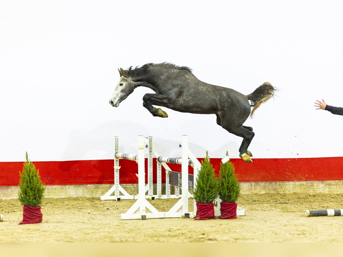 Zangersheide Klacz 2 lat 161 cm Siwa in Waddinxveen