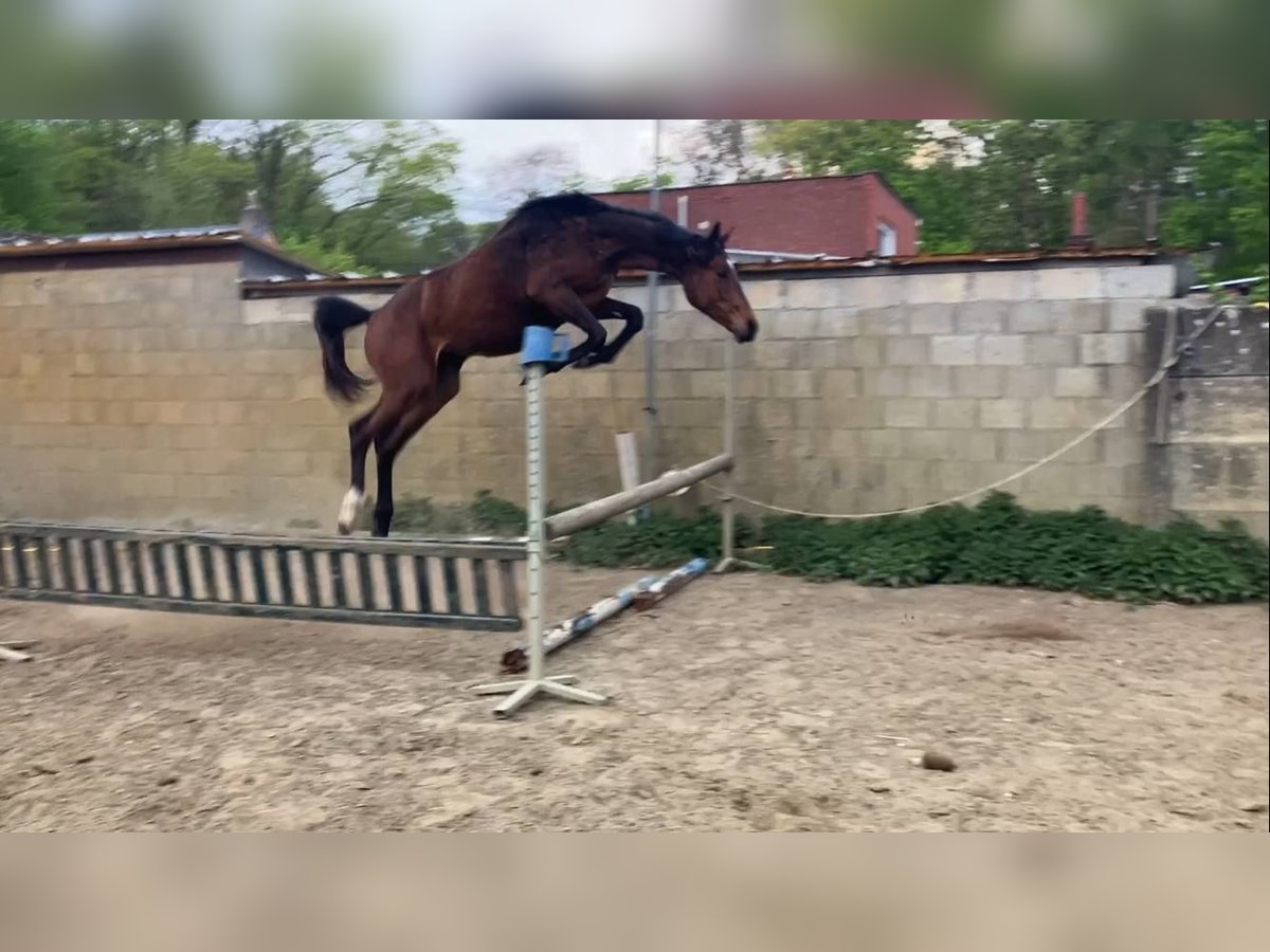 Zangersheide Klacz 2 lat 165 cm Gniada in Herenthout