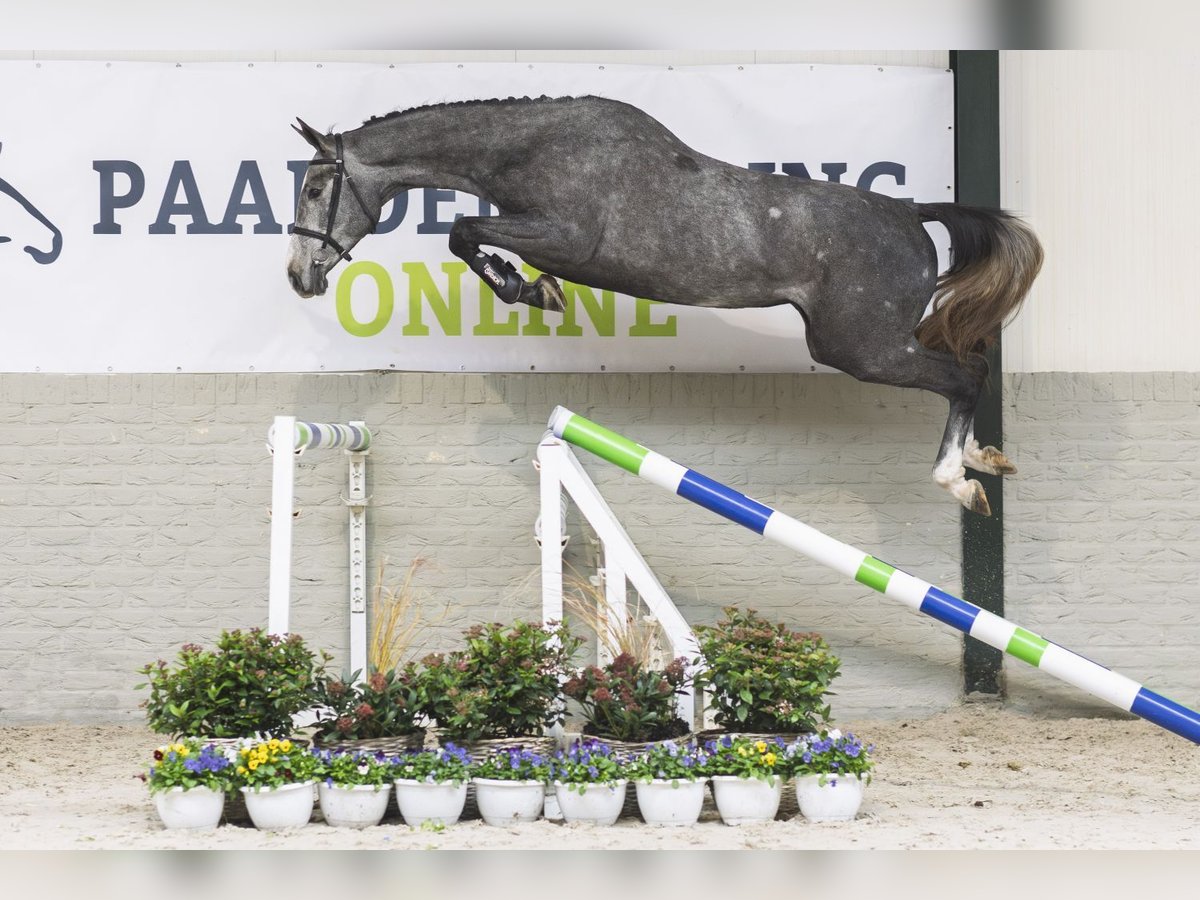 Zangersheide Klacz 2 lat 166 cm Siwa in Heerde