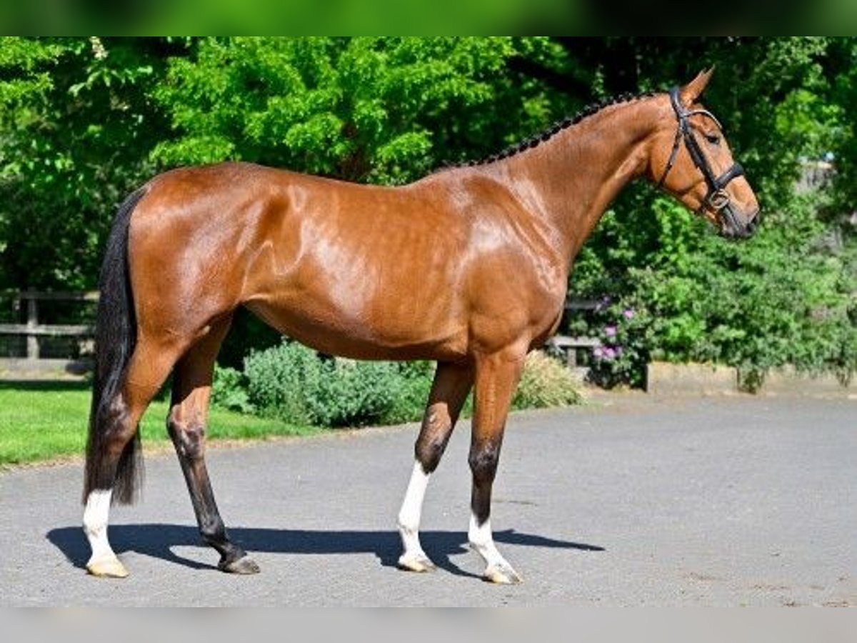 Zangersheide Klacz 3 lat 161 cm Gniada in Heerde