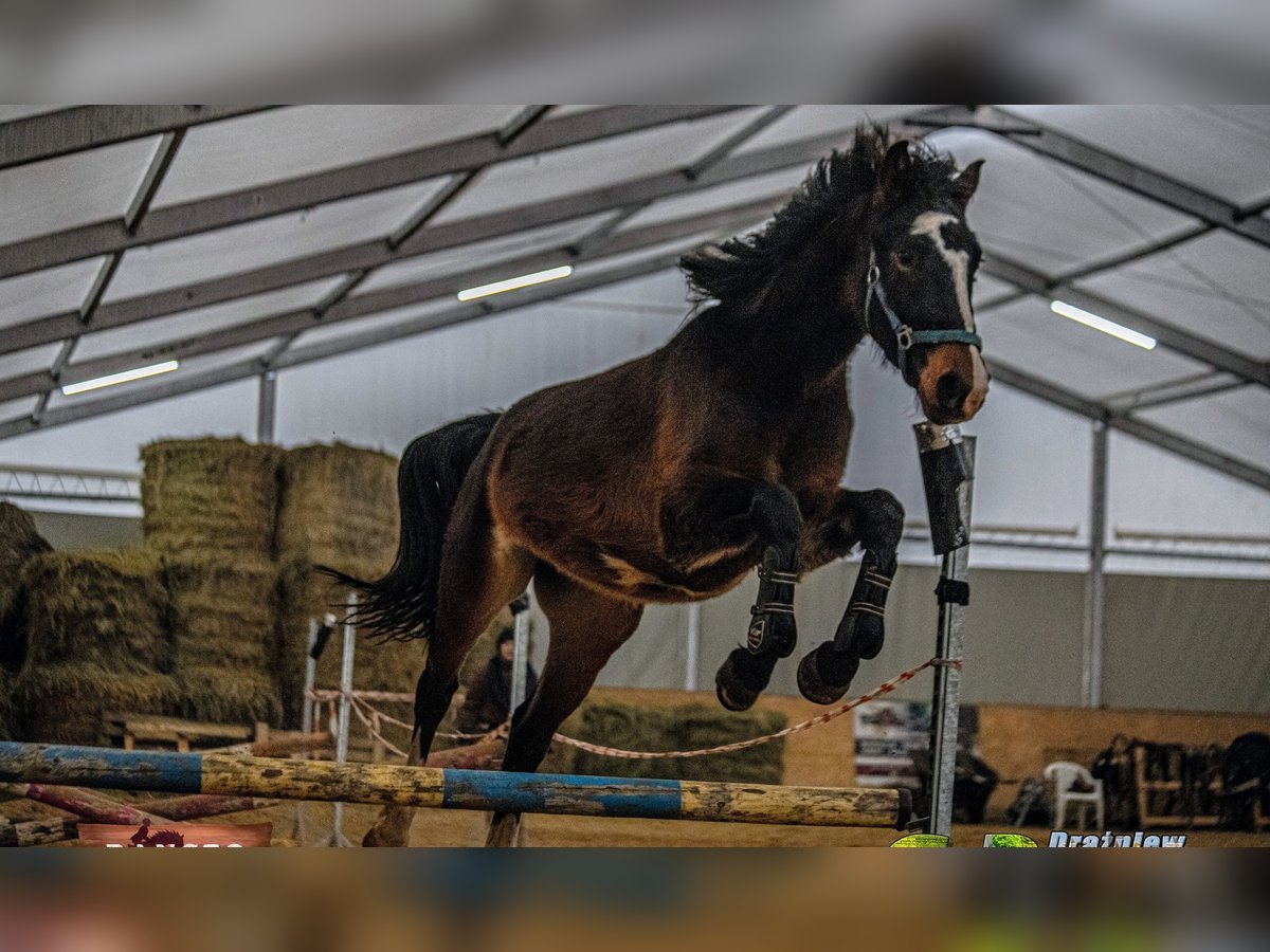 Zangersheide Klacz 3 lat 165 cm Gniada in Drażniew