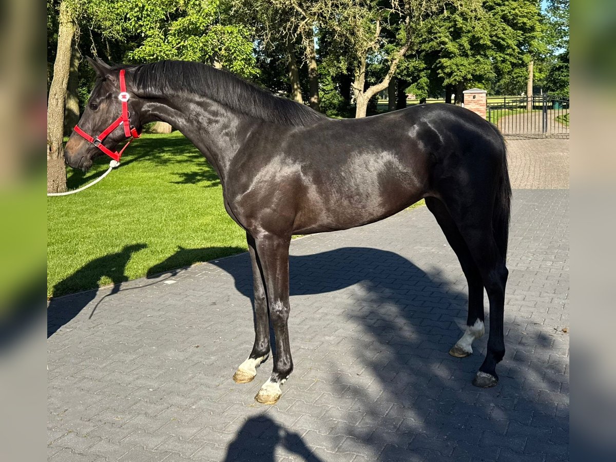 Zangersheide Klacz 3 lat 166 cm Ciemnogniada in Murska Soboda