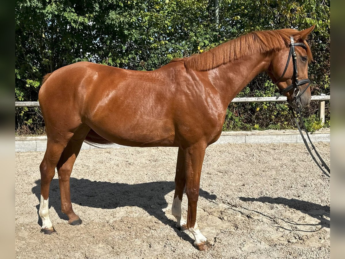 Zangersheide Klacz 4 lat 158 cm Kasztanowata in Meerbusch