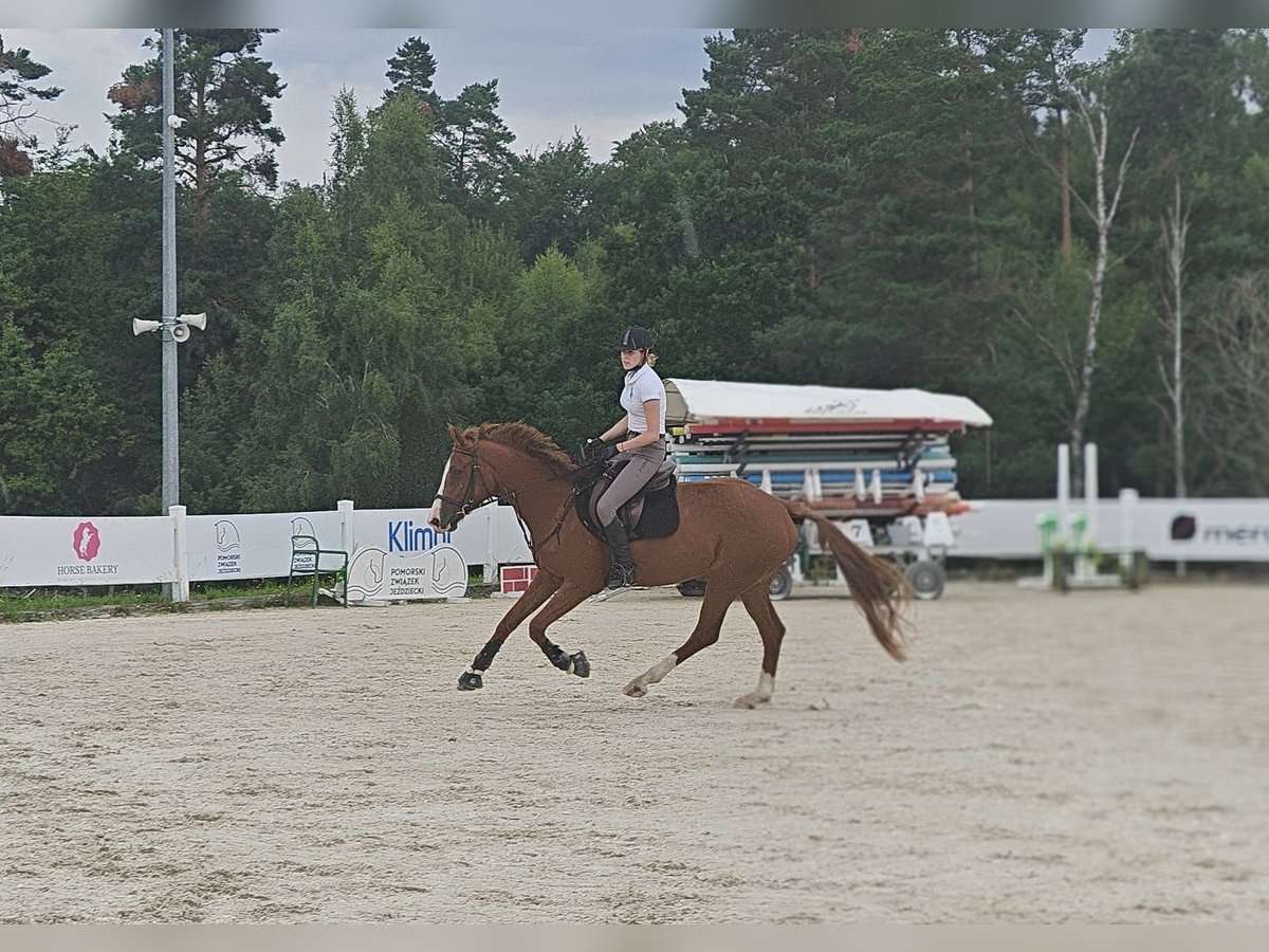 Zangersheide Klacz 4 lat 170 cm Kasztanowata in M&#x142;yn Dolny
