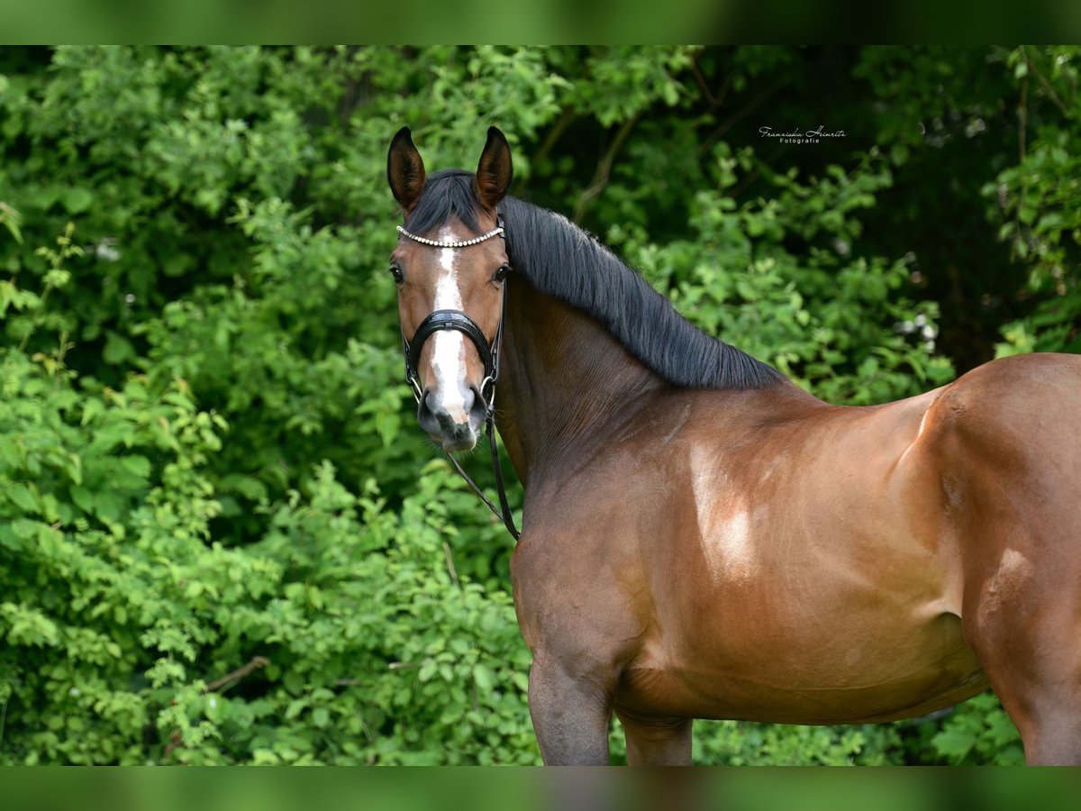 Zangersheide Klacz 4 lat 172 cm Gniada in Gro&#xDF;ostheim