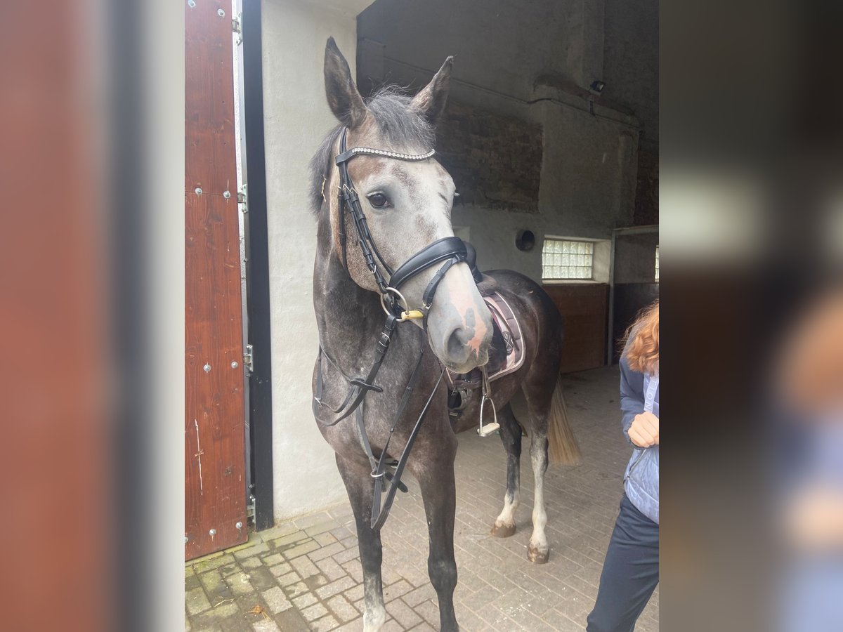 Zangersheide Klacz 5 lat 155 cm Siwa in Üttfeld