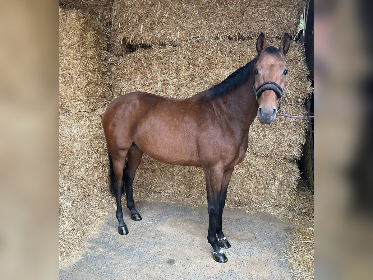 Zangersheide Klacz 5 lat 156 cm Gniada in Kirchardt